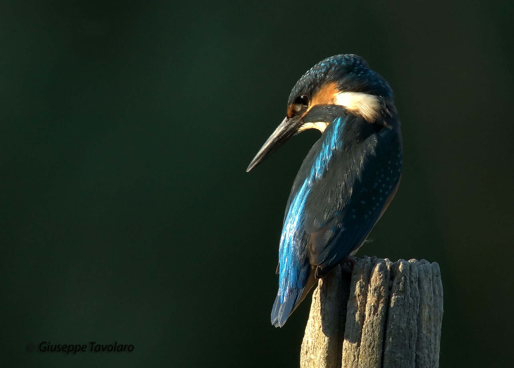 Martin pescatore (Alcedo atthis).